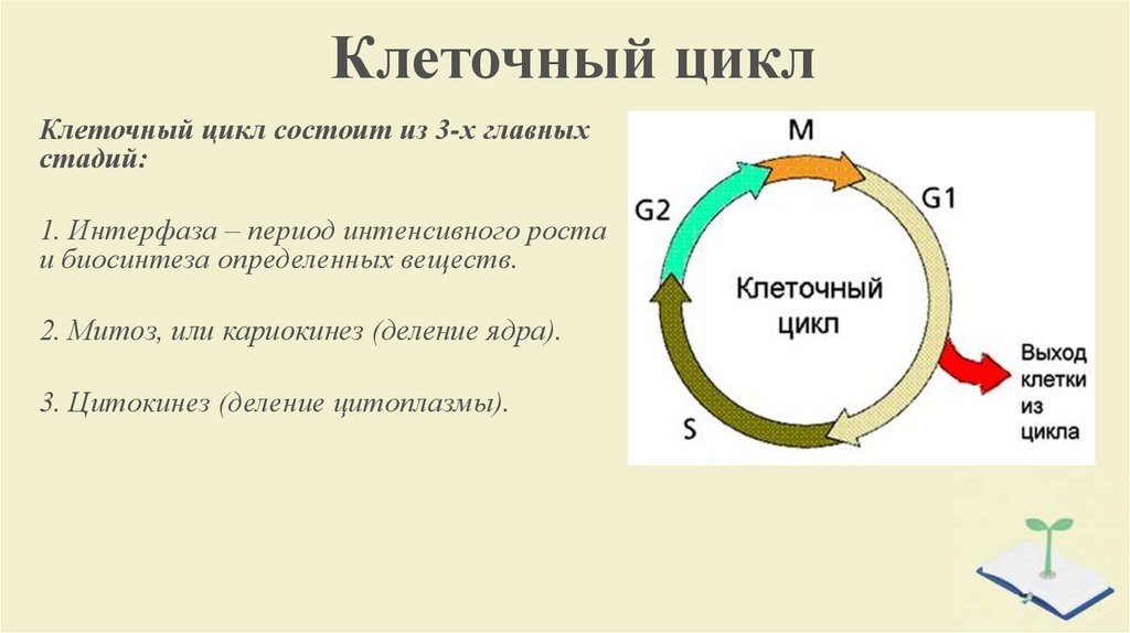 Укажите номер обозначающий на схеме стадию клеточного цикла во время которой происходит удвоение днк