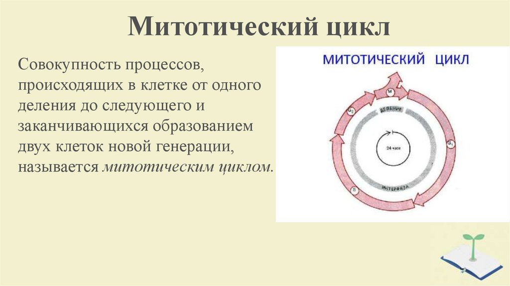 Деление клетки митотический цикл. Клеточный и митотический циклы. Этапы митотического цикла. Схема митотического цикла. Схема митотического цикла клетки.