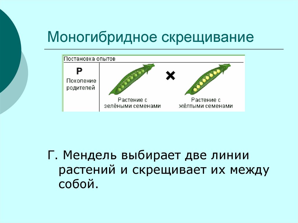 Моногибридное скрещивание виды