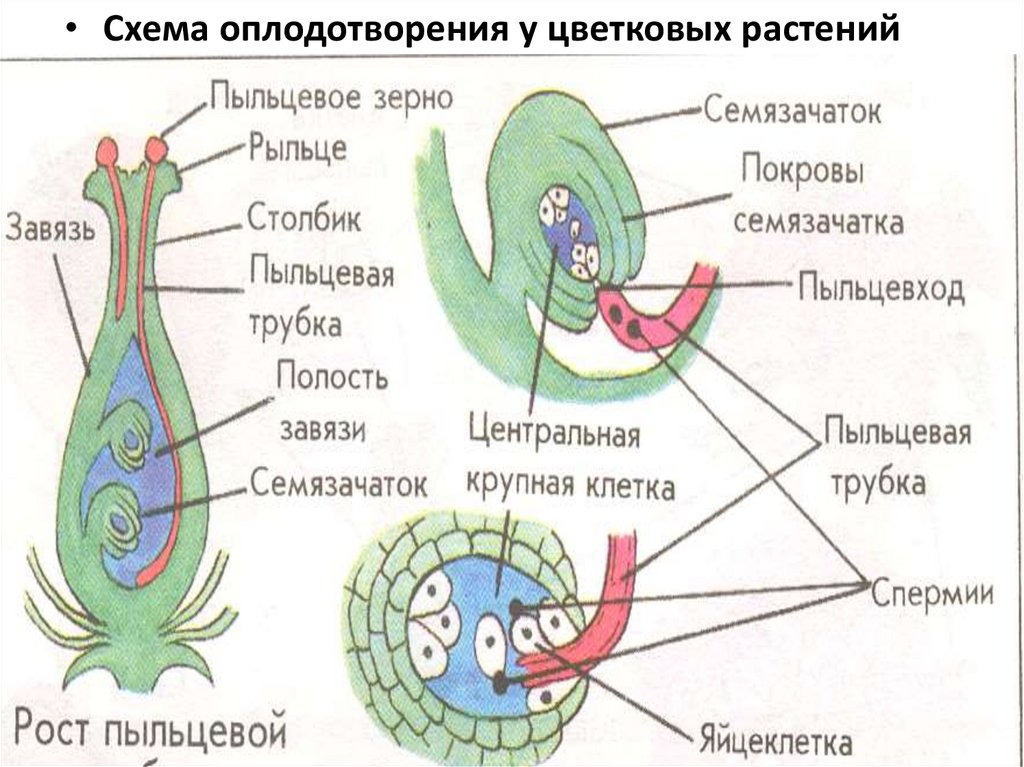 Схема двойного оплодотворения которая отражала бы суть процесса 6 класс