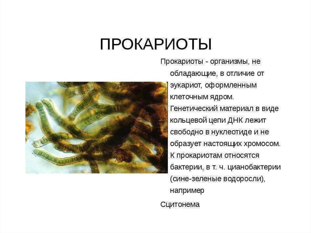 Прокариоты 10 класс. Представители микроорганизмов прокариоты. Прокариотические организмы. Прокариоты это в биологии. Прокариотические микроорганизмы.