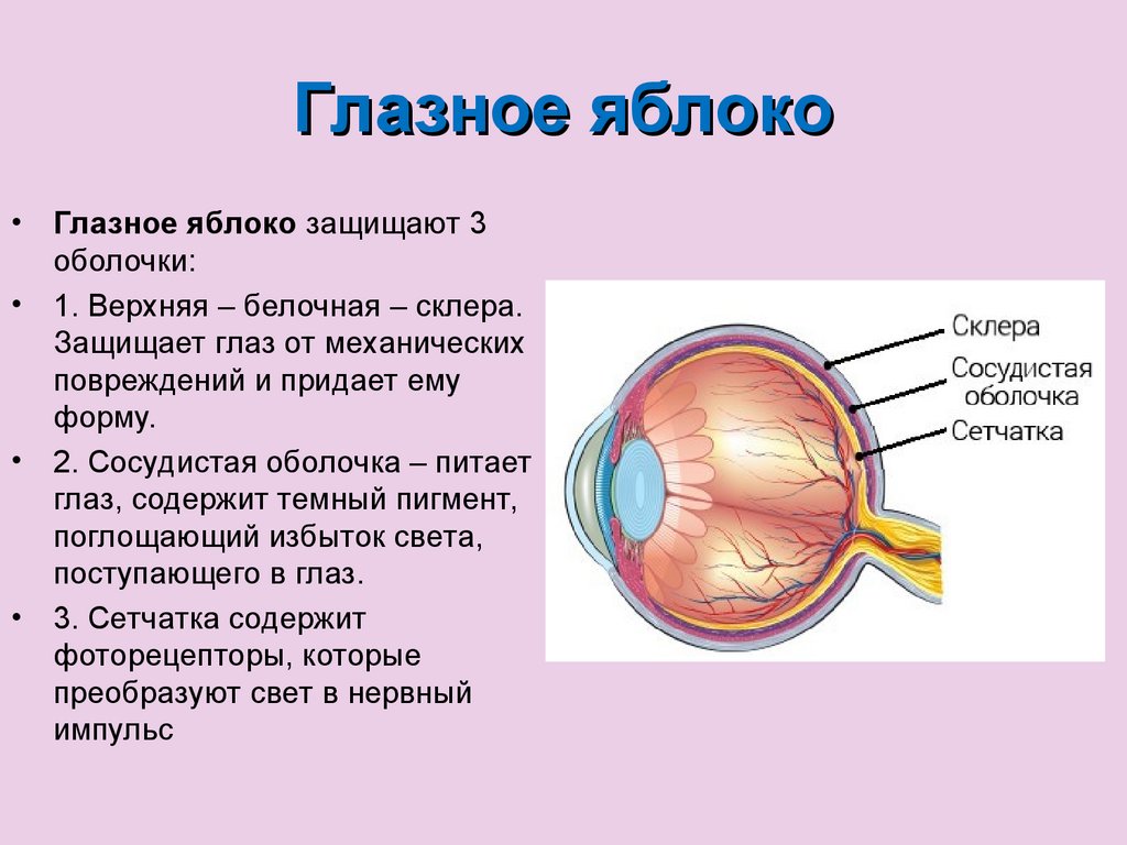 Особенности строения органа зрения. Строение глаза. Строение глаза животного. Строение глаза 3д. Строение глаза рыбы.