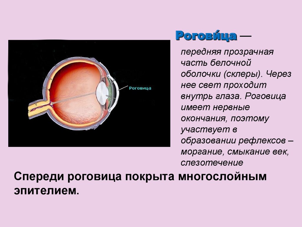Плотная наружная оболочка глаза называется