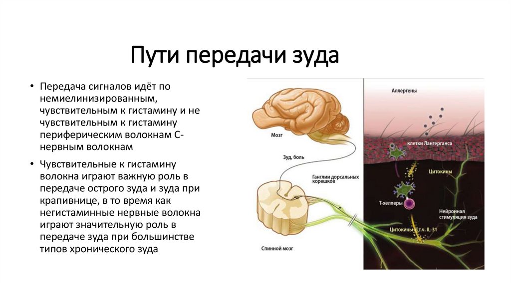 Кожный зуд презентация