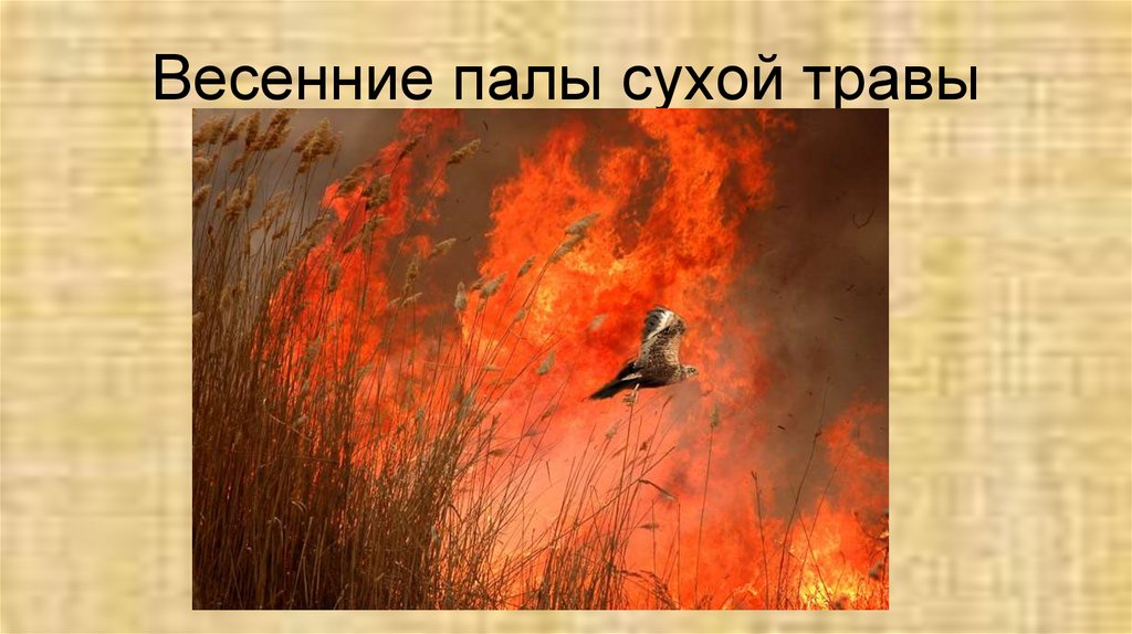 Быстрые палы. Пал сухой травы. Весенний пал травы. Пал травы презентация для детей. Последствия пала сухой травы.