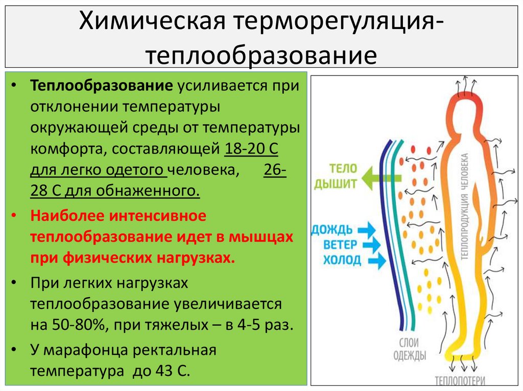 Центр терморегуляции у человека. Физическая терморегуляция. Терморегуляция человека.