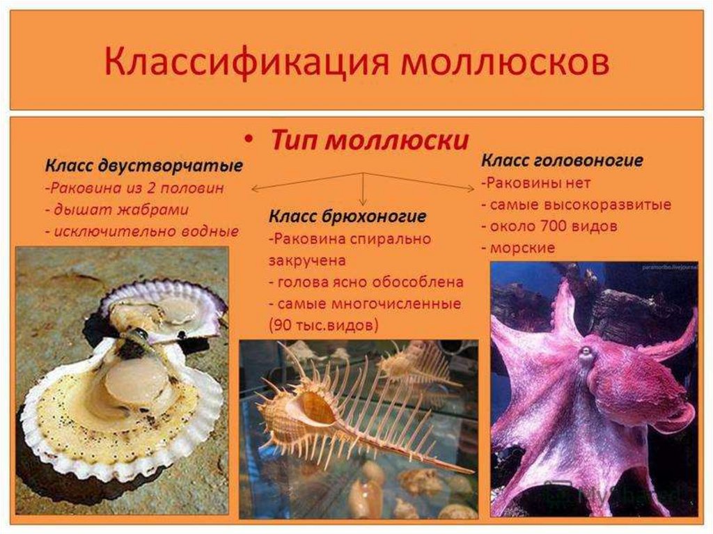 Таблица головоногих моллюсков. Моллюски классификация. Моллюски систематика. Классификация головоногих моллюсков. Двустворчатые и головоногие моллюски.