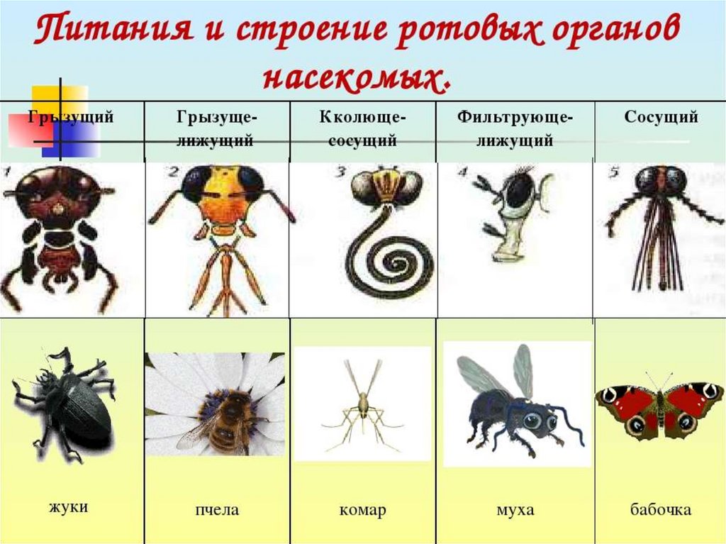 Представители класса жуков. Общая характеристика насекомых. Представители класса насекомые. Особенности строения насекомых. Основные черты класса насекомые.