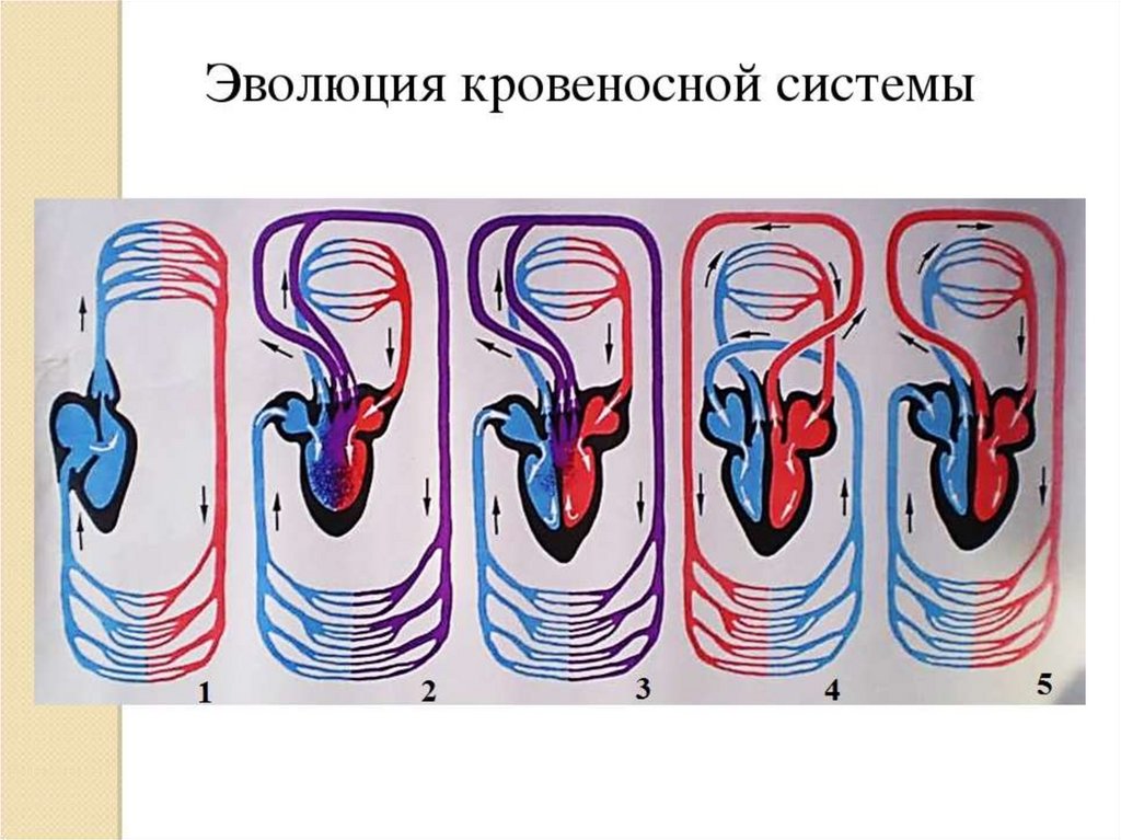 Каким номером на рисунке обозначено сердце появившееся у первых истинных наземных позвоночных