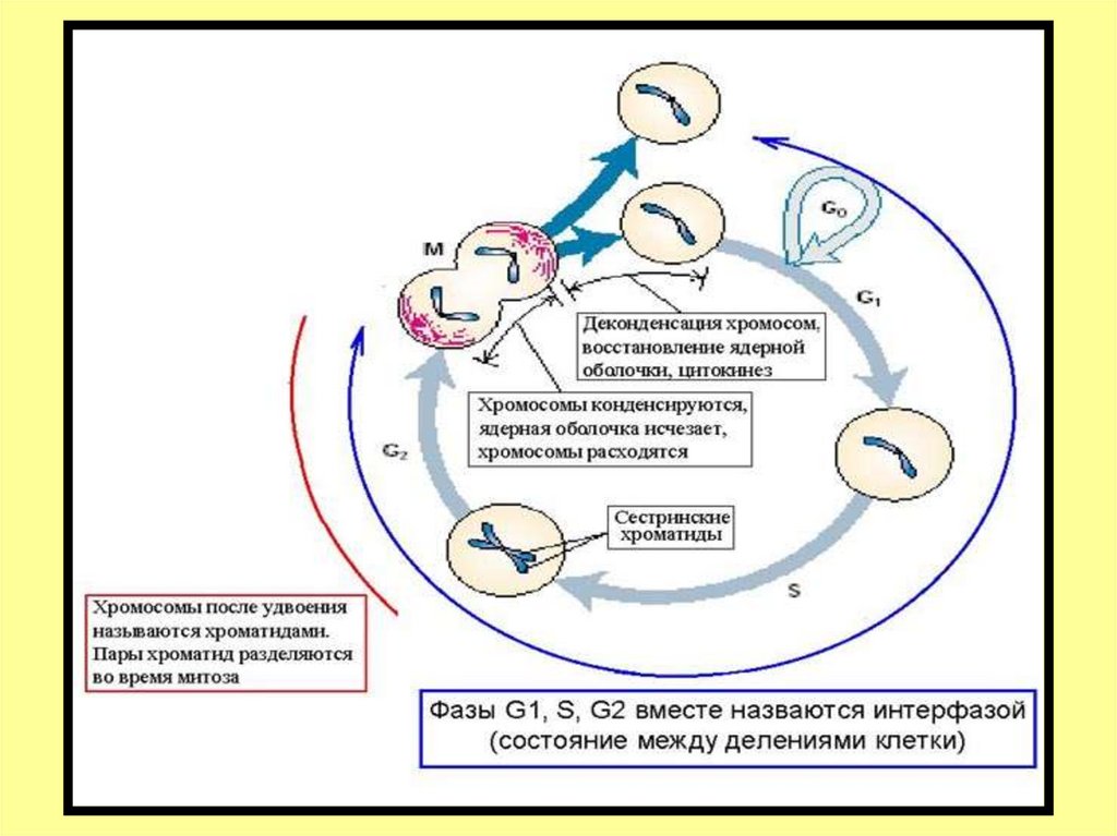 Жизненный цикл соматической клетки. Клеточный цикл митоз фазы клеточного цикла. Клеточный цикл хромосомы. Фазы клеточного цикла митоза. Деление соматических клеток в конце жизненного цикла - это.