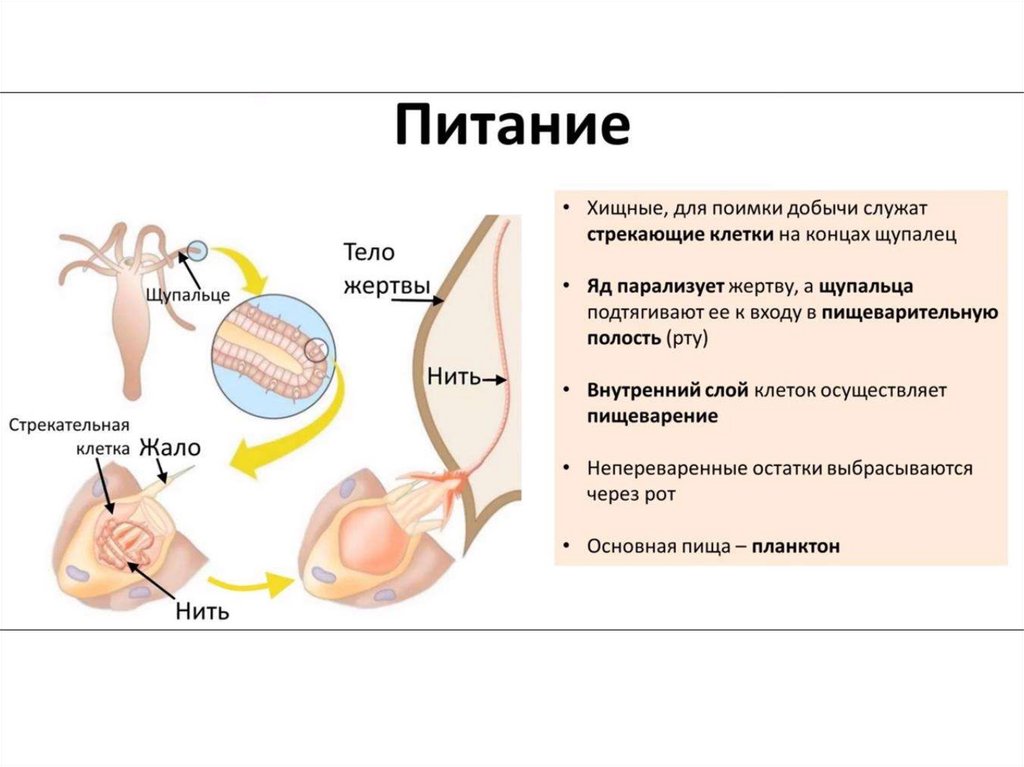 Строение образ жизни