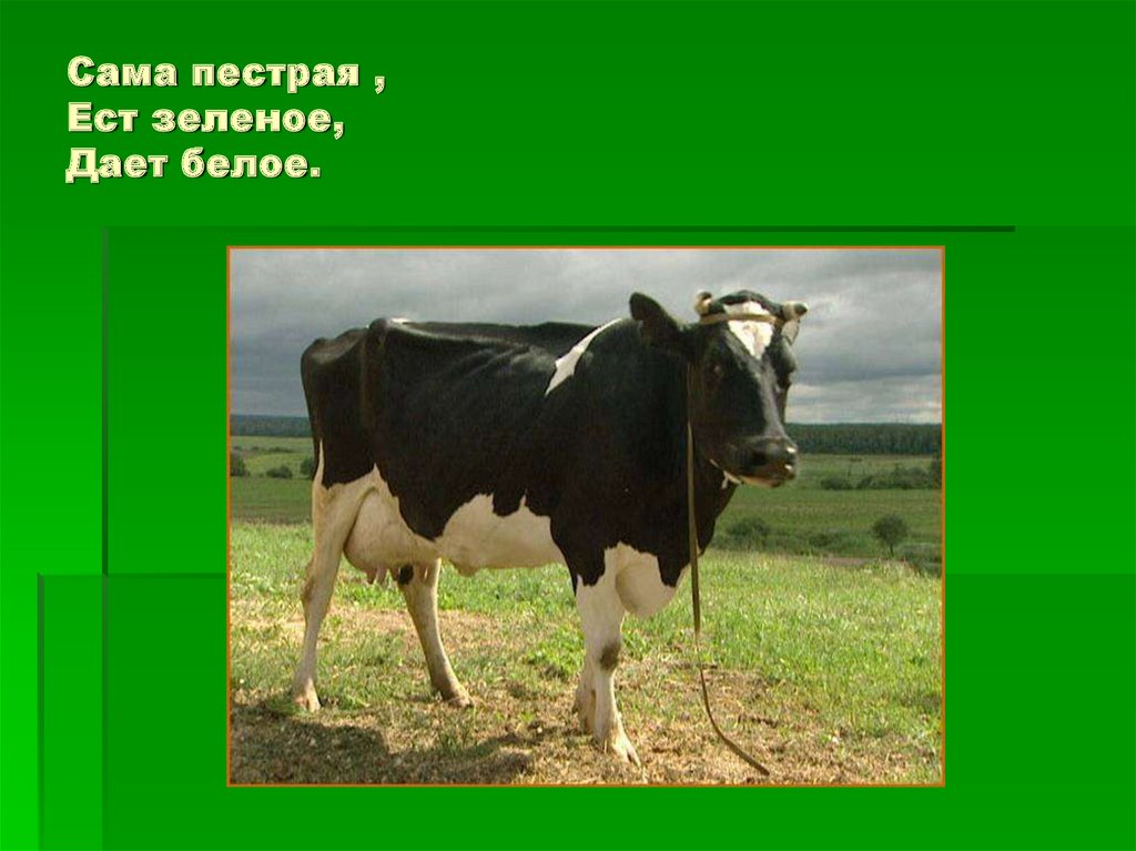 Сама пестрая , Ест зеленое, Дает белое.
