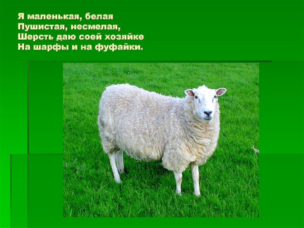 Сама пестр. Овца с ягненком. Овца для презентации. Домашние животные презентация. Рассказ про овцу.