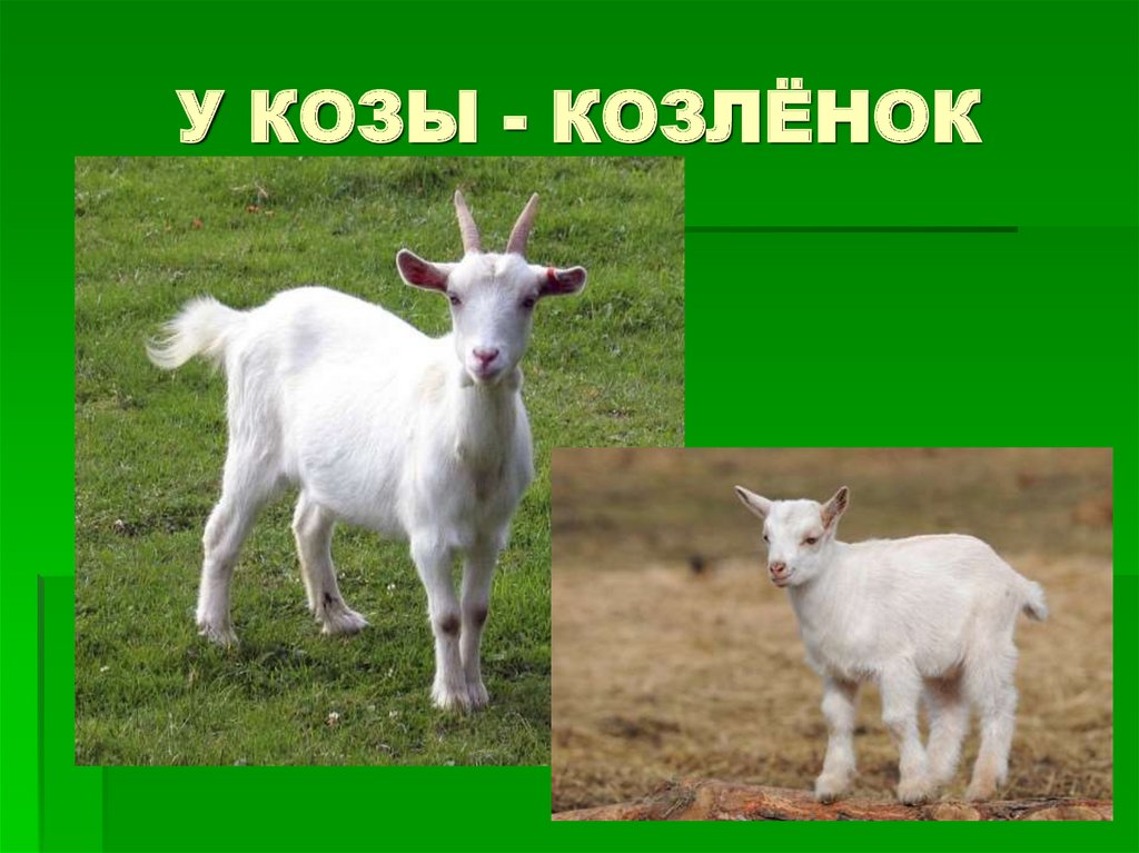 У КОЗЫ - КОЗЛЁНОК