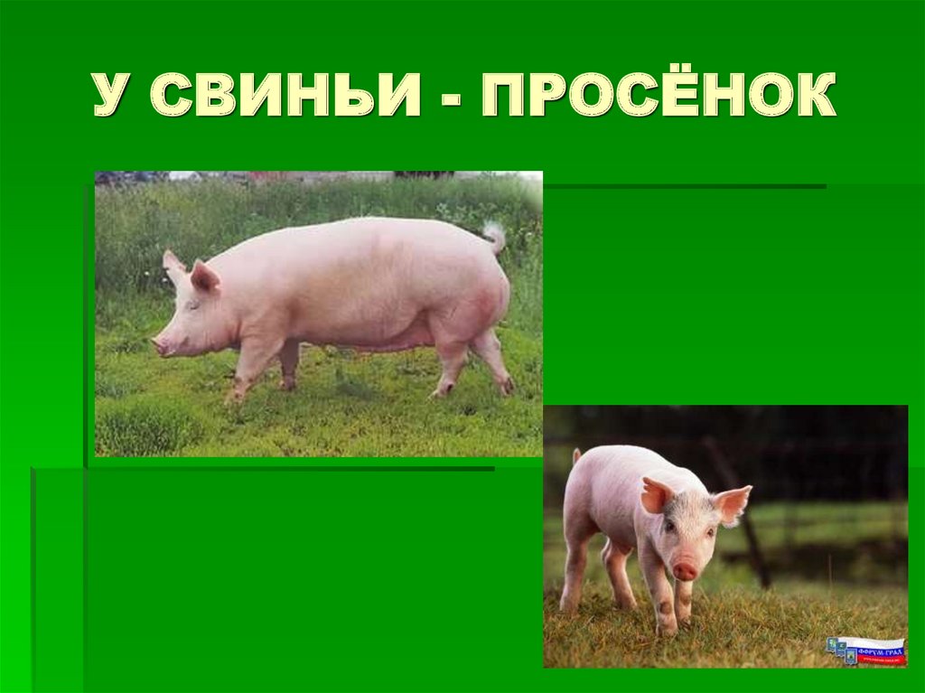 У СВИНЬИ - ПРОСЁНОК