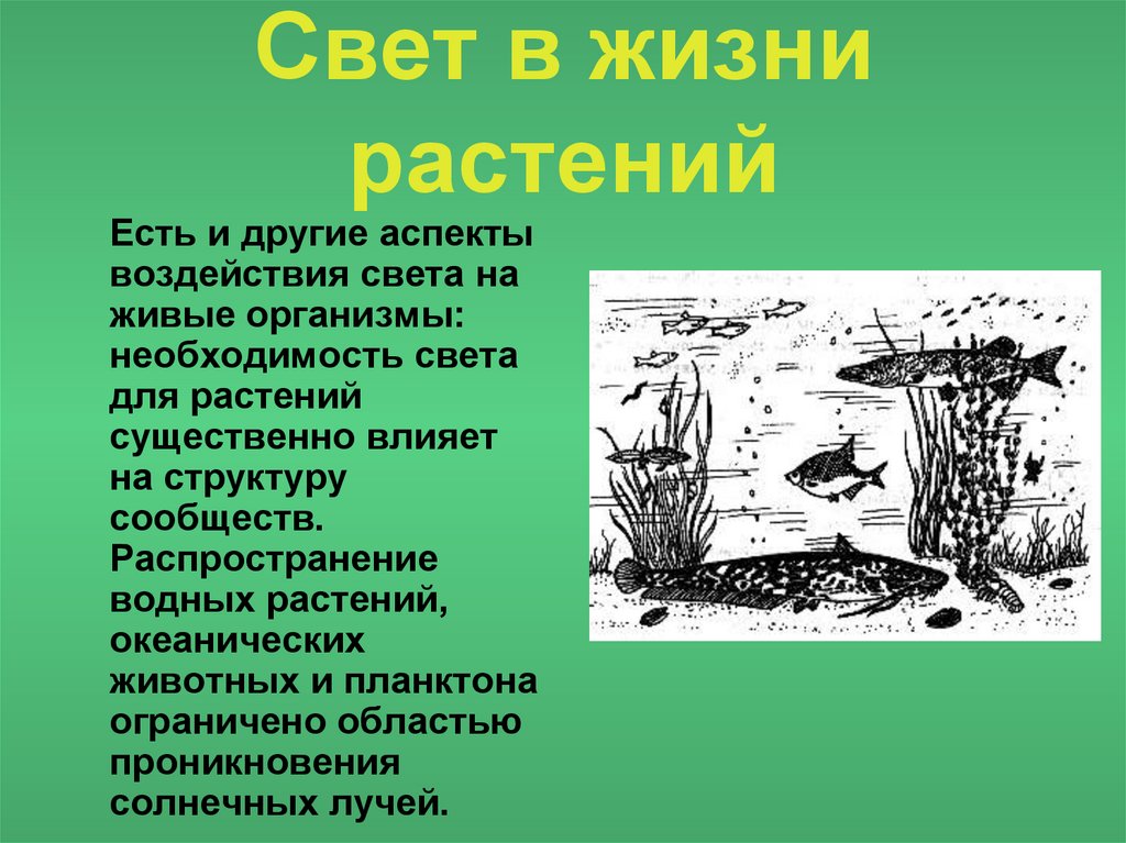 Роль света в жизни растений презентация