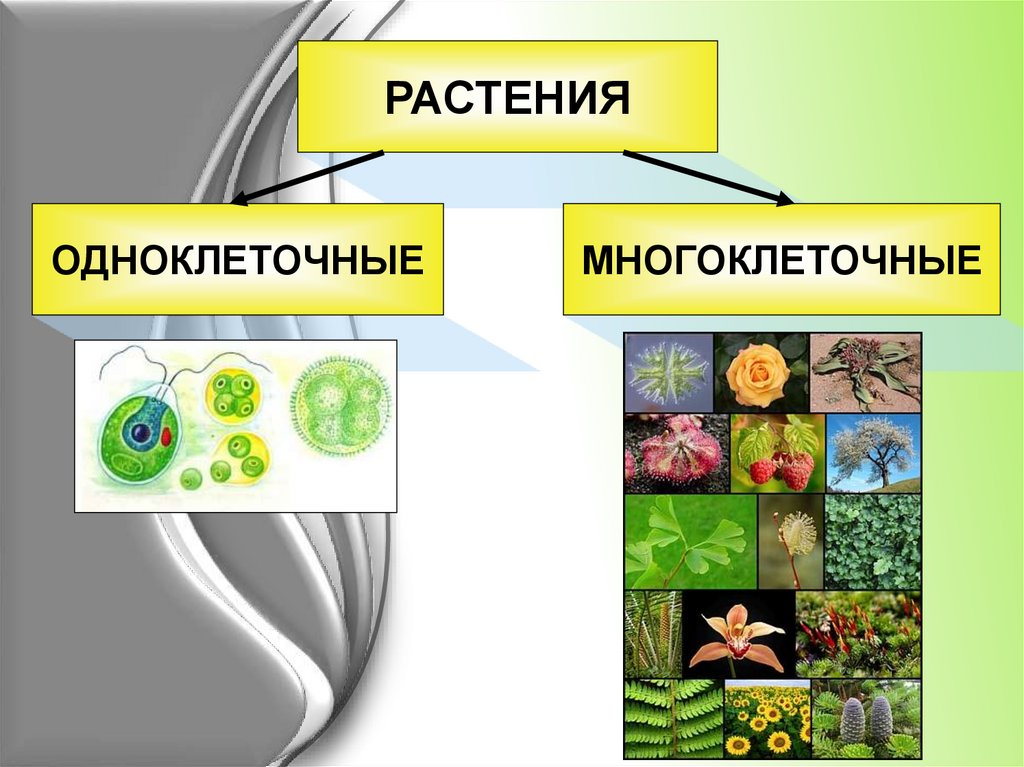 Проект на тему царство растений