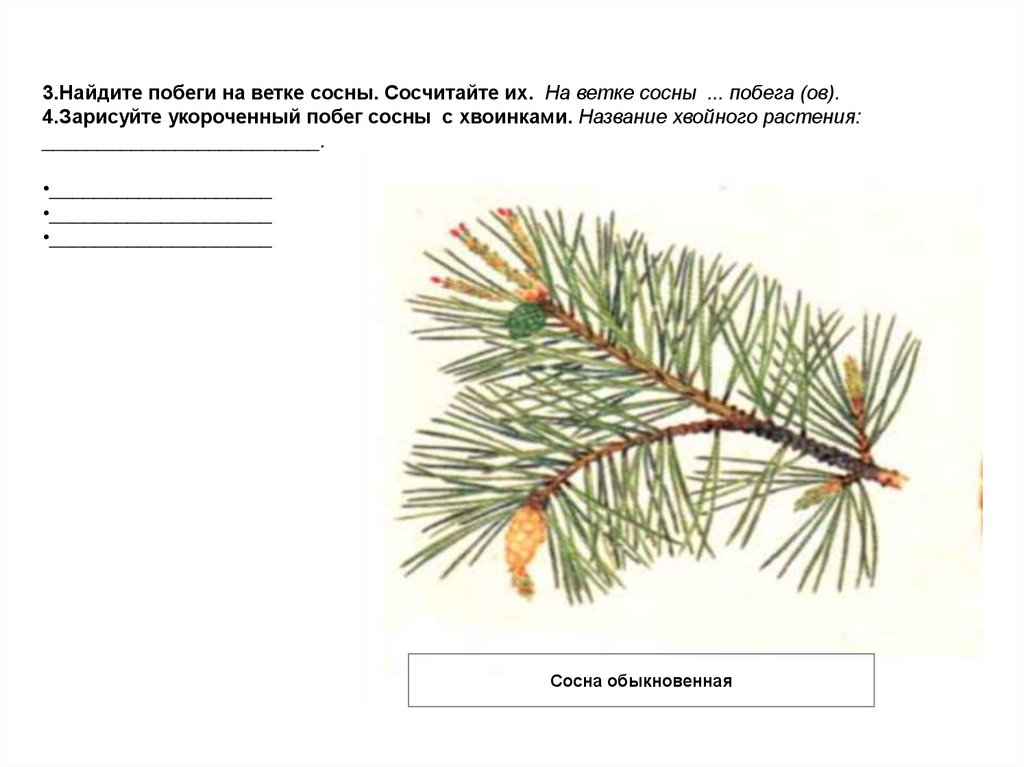 Побеги сосны применение. Укороченный побег хвойных побег хвойных. Как выглядит укороченный побег. Укороченный побег сосны с чешуевидными и игловидными листьями. Деформация побегов сосны.