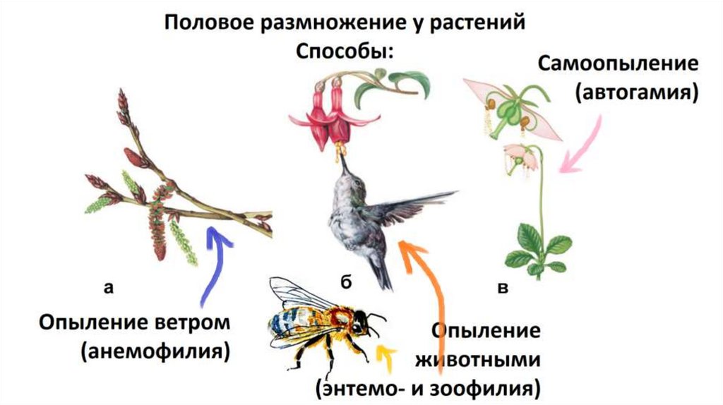 Половое размножение растений. Способы размножения у растений и животных. Органы полового размножения растений. Половое размножение животных и растений.