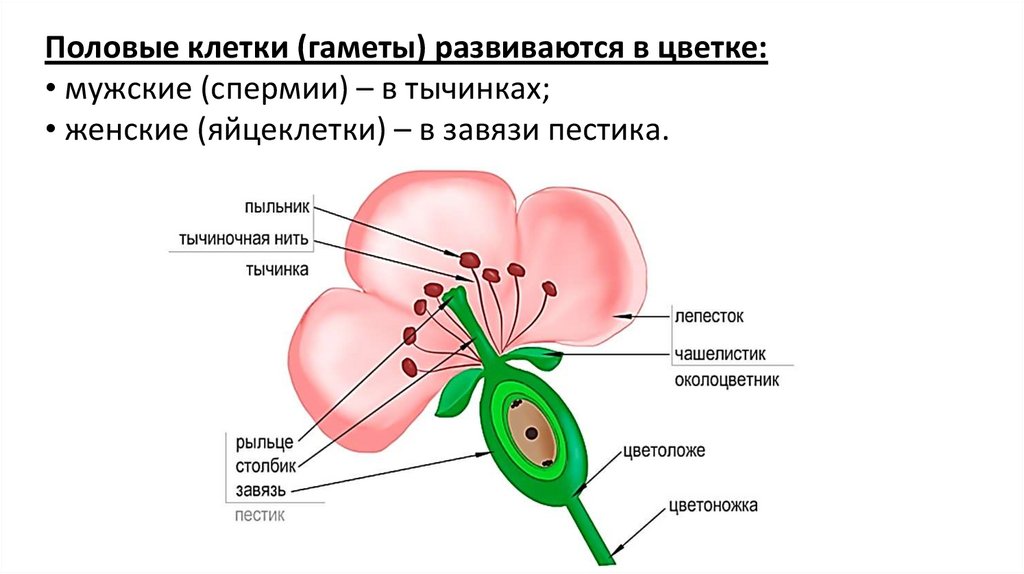 Половые клетки покрытосеменных. В какой части цветка, формируются женские половые клетки.