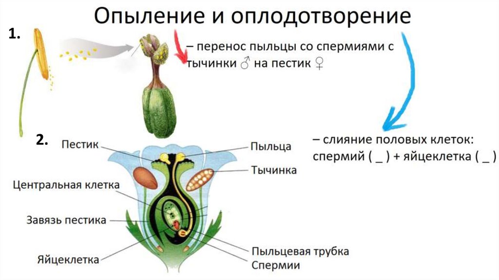 Какое число тычинок вероятнее всего будет у растения семя которого изображено на рисунке