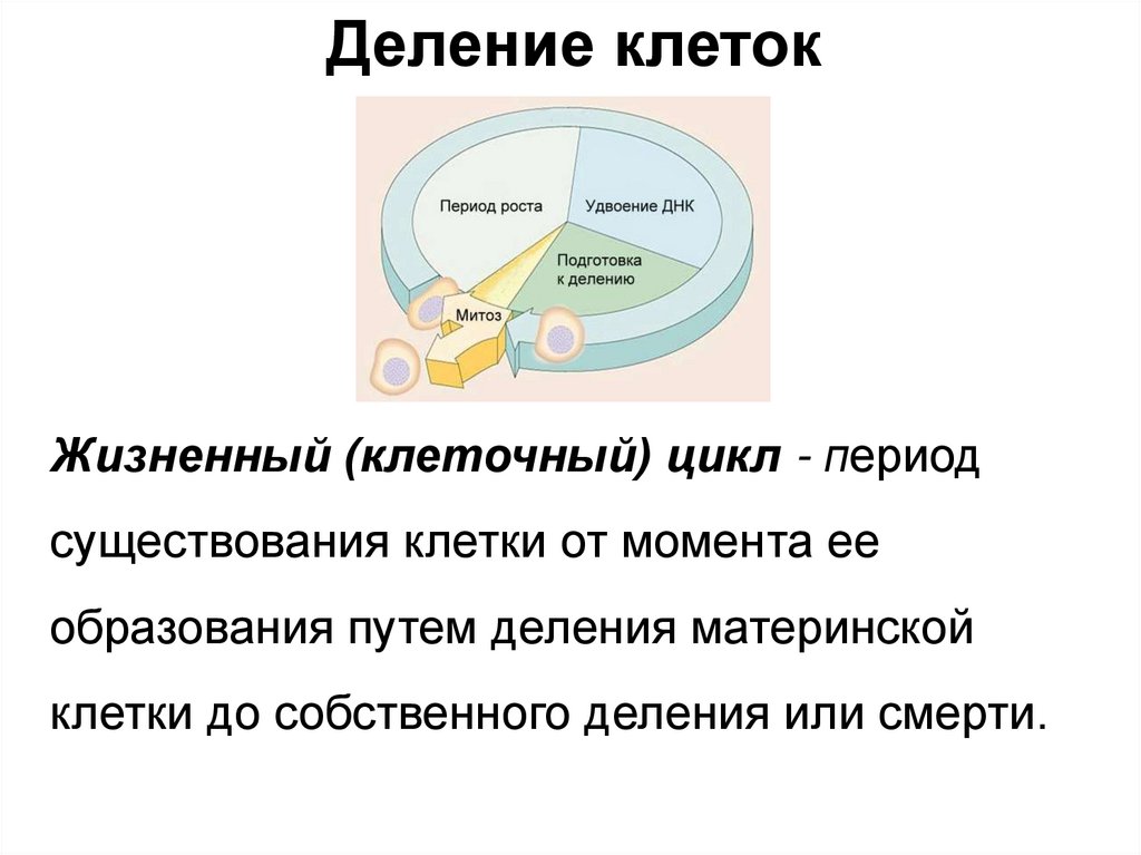 Деление клетки клеточный цикл. Жизненный цикл клетки. Клеточный цикл и его периоды. Клеточный цикл строение.