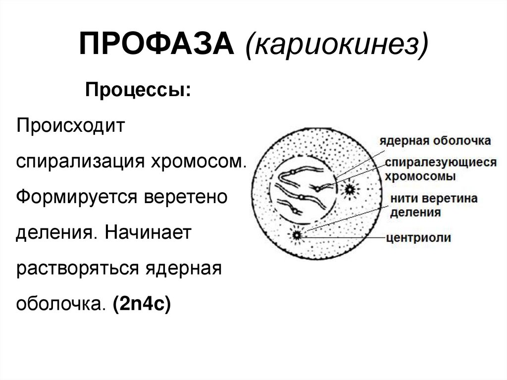 Профаза 2 рисунок с подписями