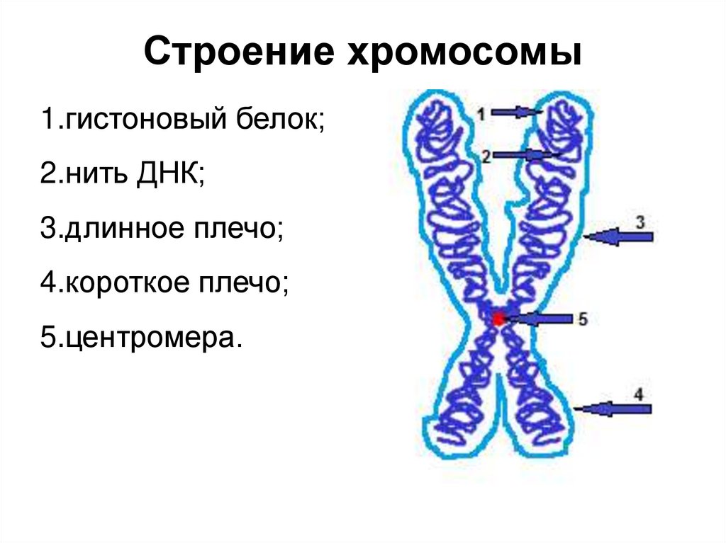 Хромосома строение. Морфология метафазной хромосомы. Схема строения метафазной хромосомы. Функции метафазных хромосом. Строение хромосомы рисунок.