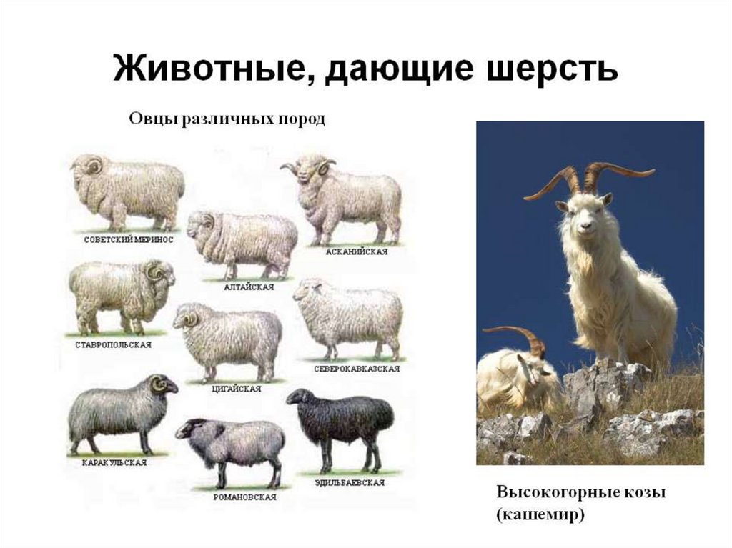 Шерсть народ. Животные которые дают шерсть. Породы домашних животных овцы. Породы овец названия. Шерсть от овцы.