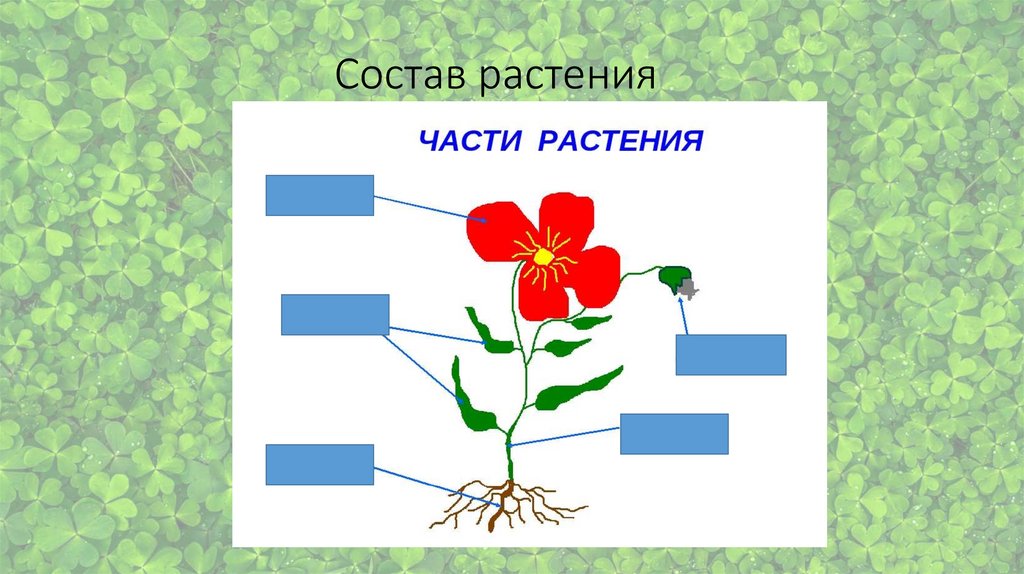 Растения как объект технологии 5 класс презентация