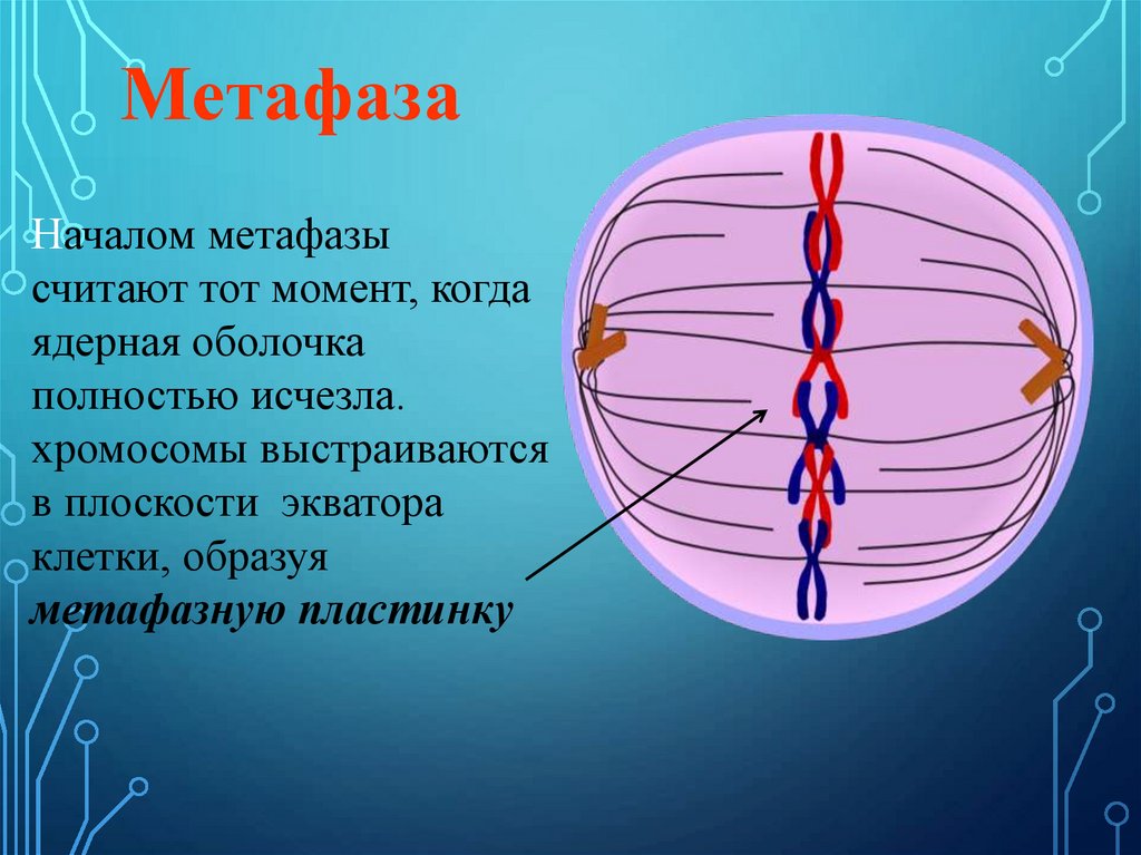 Хромосомы в экваториальной плоскости. Метафаза. Метафаза характеристика процесса. Клетка в состоянии метафазы.