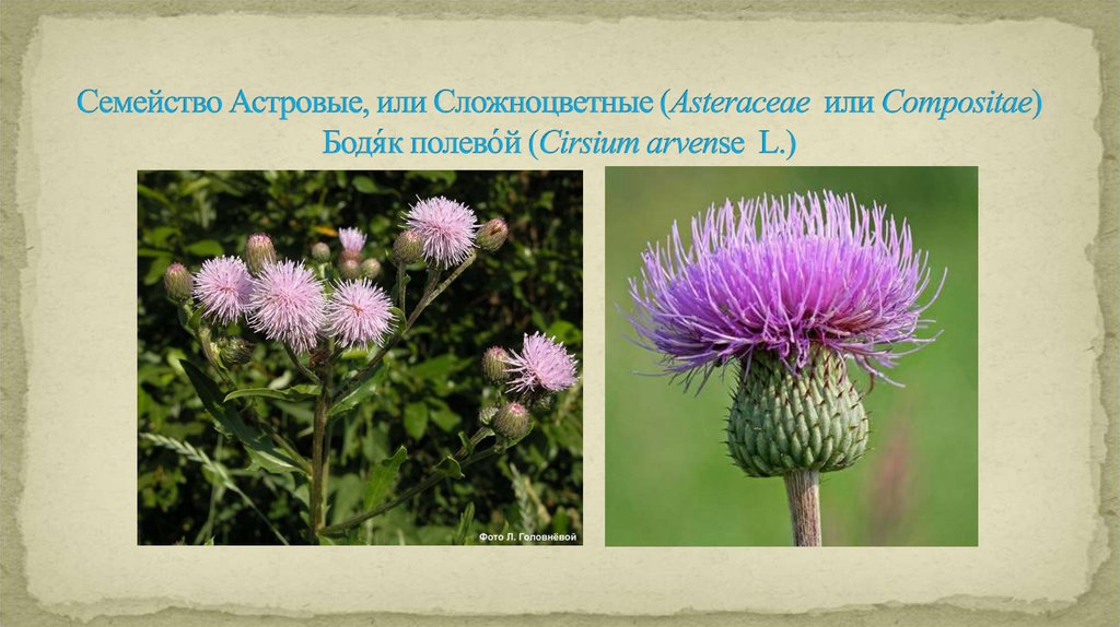 Семейство Астровые, или Сложноцветные (Asteraceae или Compositae) Бодя́к полево́й (Cirsium arvense L.)