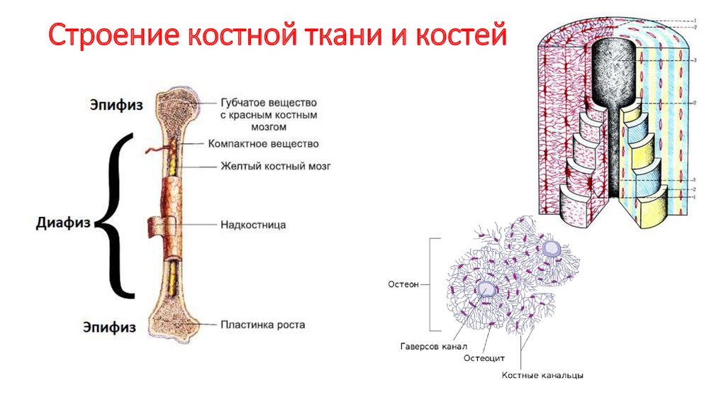 Строение кости 8 класс