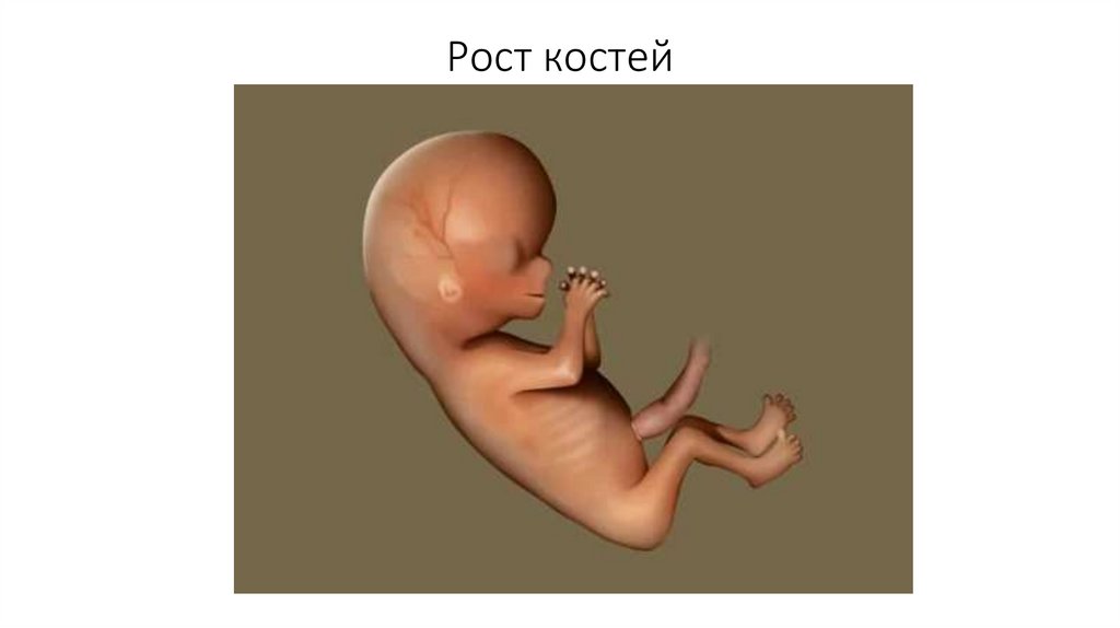 Состав, строение и рост костей - презентация онлайн