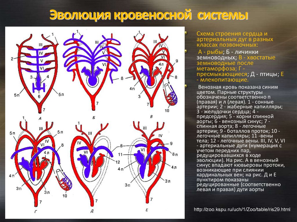 Филогенез кровеносной. Эволюция кровеносной системы у земноводных. Эволюция кровеносной системы у животных. Преобразование жаберных артериальных дуг позвоночных. Схема строения сердца и кровеносной системы млекопитающих.
