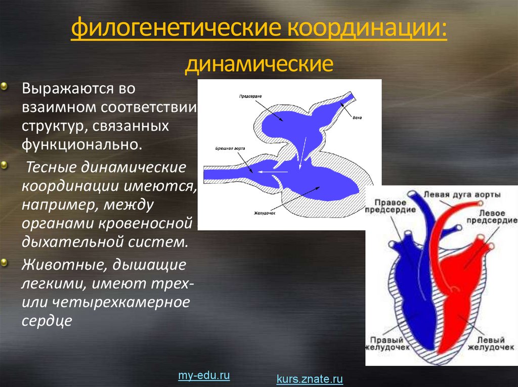Филогенетические координации. Четырёхкамерное сердце имеют. Четырёхкамерное сердце характерно для. Координации это в биологии. Четырехкамерное сердце наличие диафрагмы