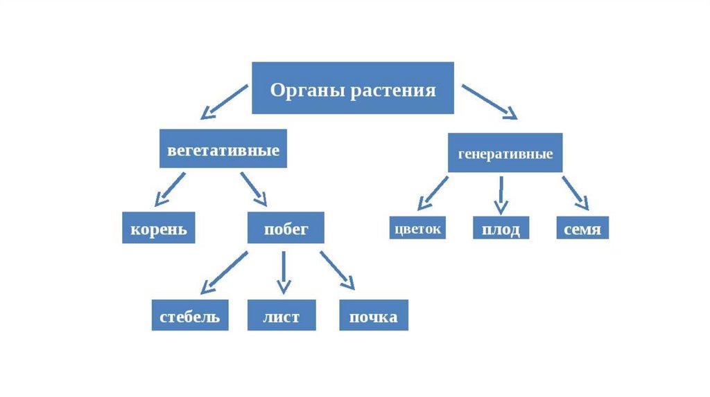 Рассмотрите предложенную схему классификации вегетативных органов цветкового растения