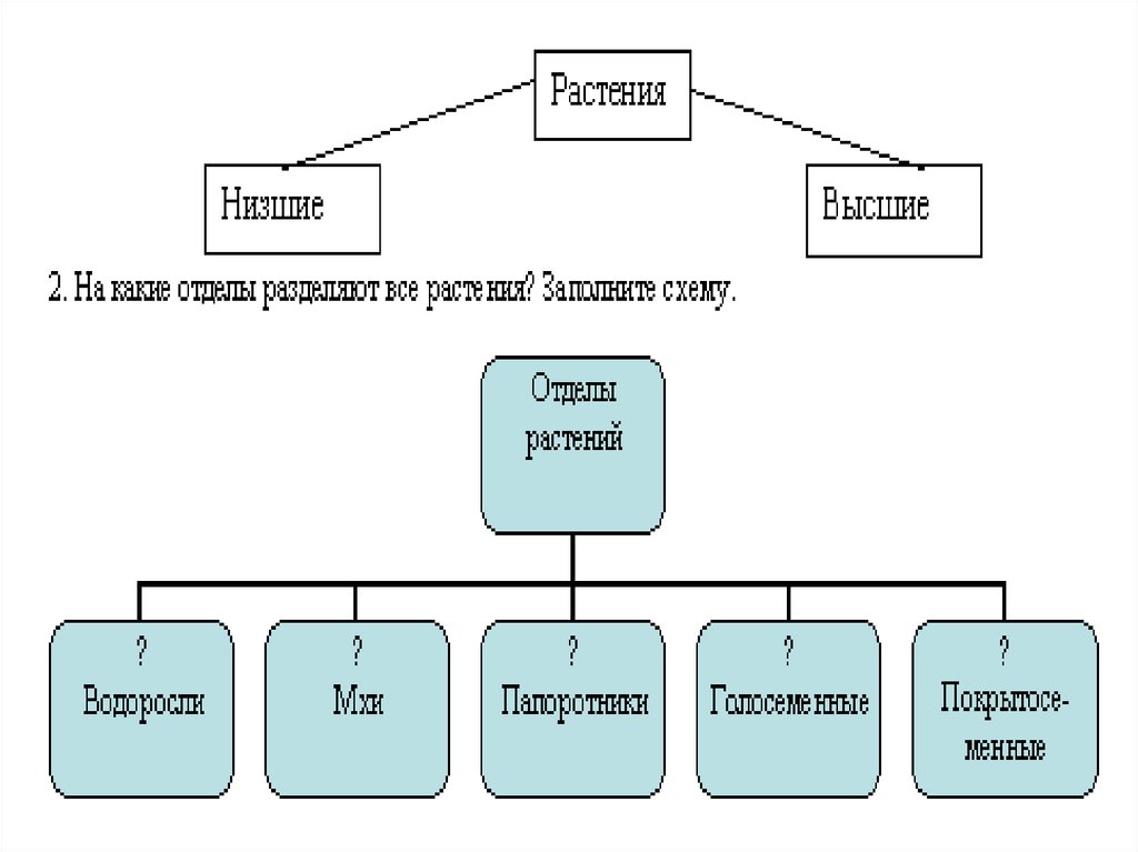 Тема растительный организм и его особенности