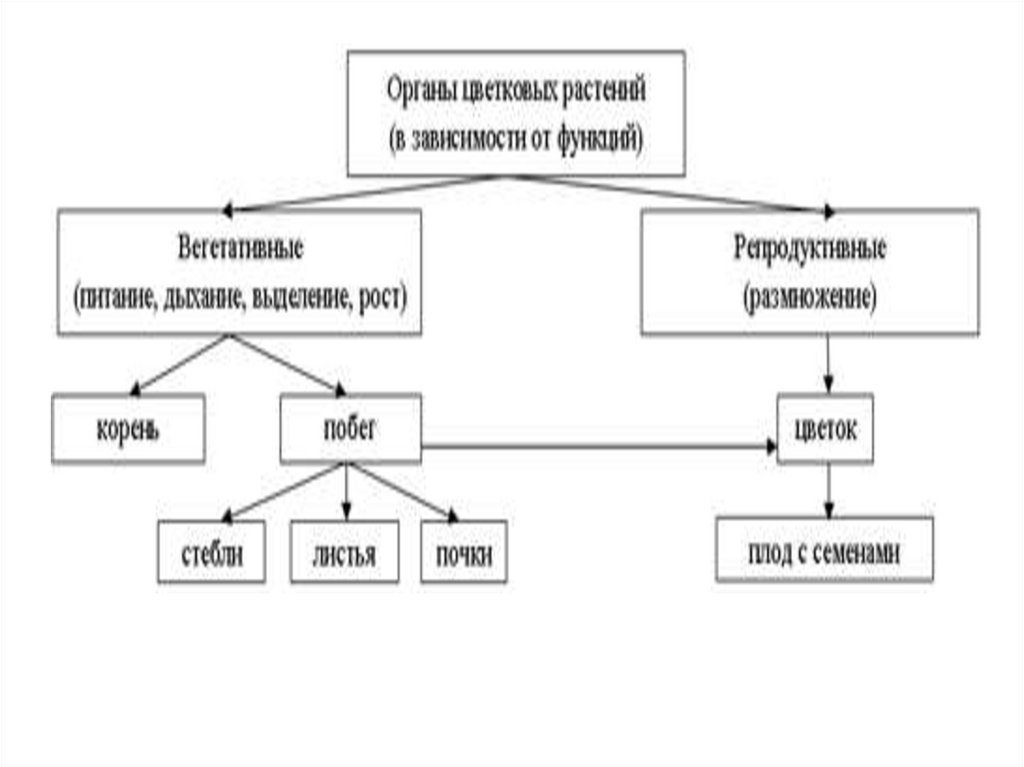 Жизнедеятельность растительных организмов