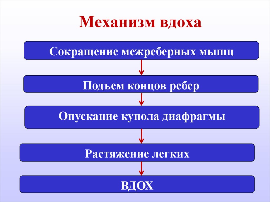 Заполните словесную схему механизма дыхания