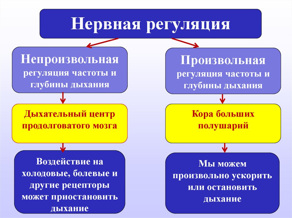 Составить схему регуляции дыхания