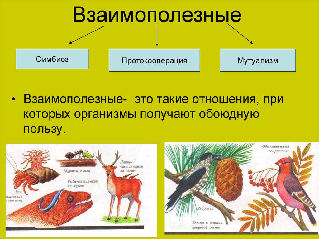 Различие между организмами. Взаимополезные биотические связи. Типы взаимоотношений организмов (симбиоз. ++ Взаимополезные протокооперация. Взаимополезные взаимодействия организмов.