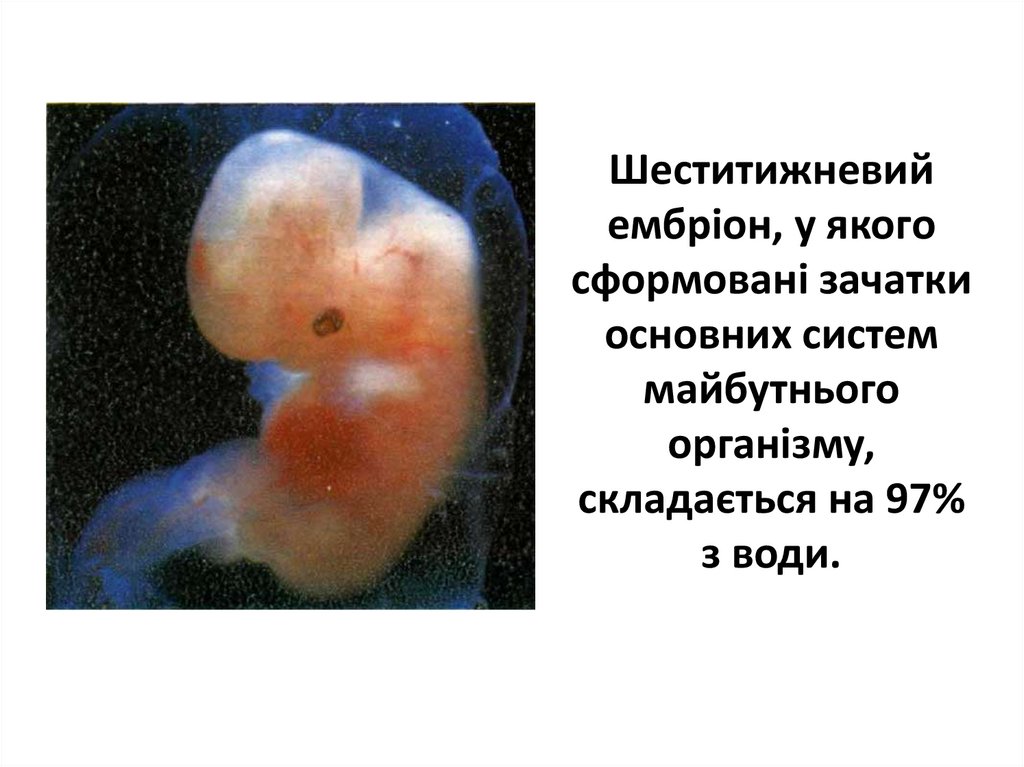 Шеститижневий ембріон, у якого сформовані зачатки основних систем майбутнього організму, складається на 97% з води.