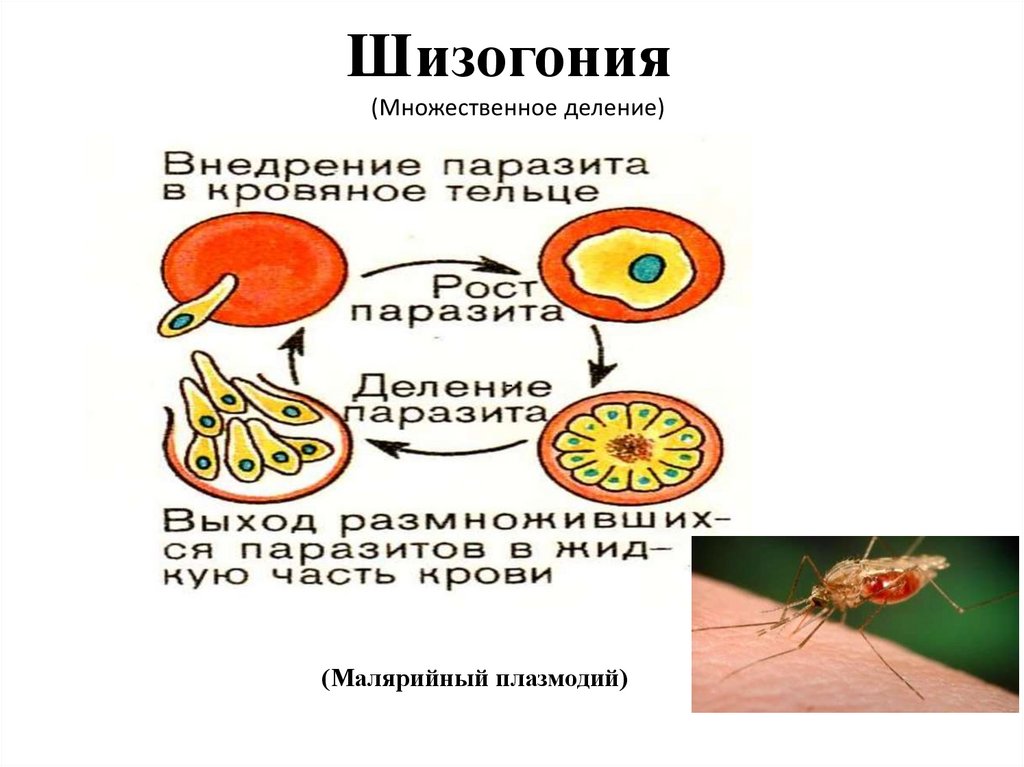 Шизогония малярийного плазмодия происходит