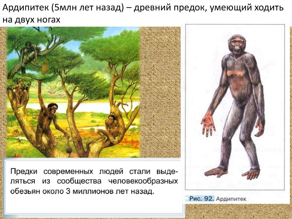 Человек на земле 5 класс биология. АРДИПИТЕКИ австралопитек. Ардипитек рамидус. Самый древний предок человека. Ардипитек предок шимпанзе.