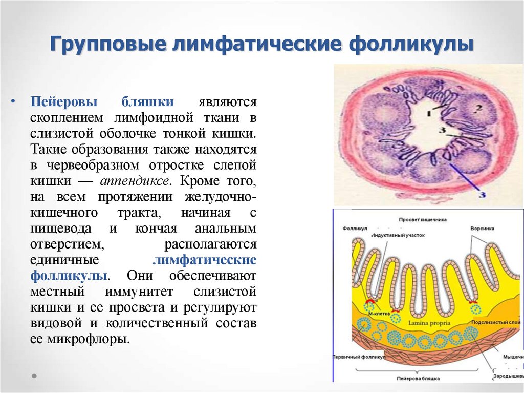 Лимфоидные фолликулы