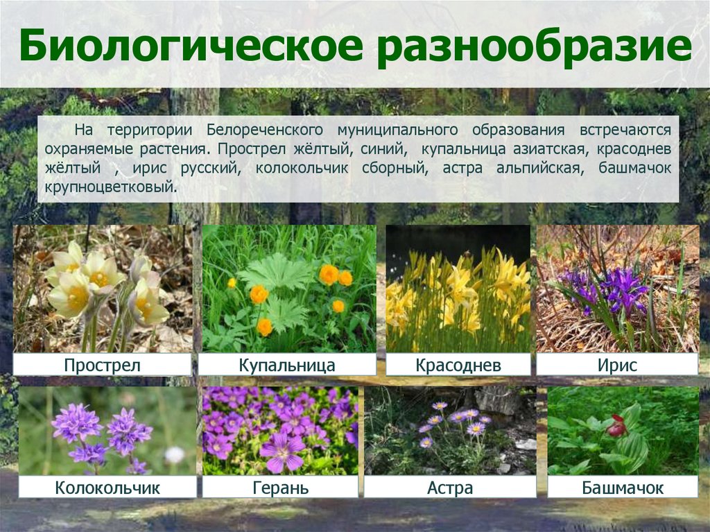 Особенность разнообразия россии. Видовое разнообразие. Видовое разнообразие растений. Видовое разнообразие России. Видовое разнообразие сада.