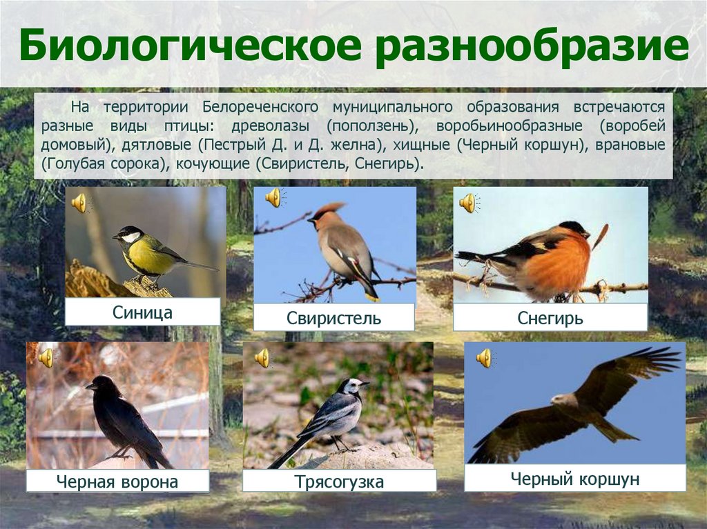Видовое разнообразие реки. Видовое разнообразие класса птицы на территории Рязанской области. Биологическое разнообразие. Птицы моего посёлка. Видовое разнообразие.