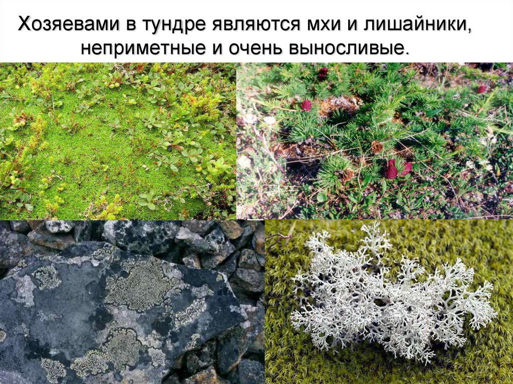 Чем отличается лишайник от растений. Мох ягель в тундре. Растения тундры ягель. МХМ И лишайеики в тундре в России. Лишайниково Моховая тундра.