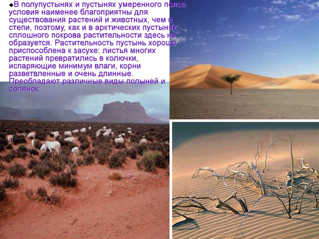 Какие климатические условия в пустыне